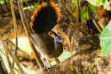 Rufous-vented Chachalaca (Rufous-tipped) (Ortalis ruficauda ruficauda)